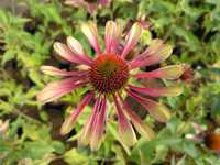 Jeżówka purpurowa Echinacea Magnus White Swan