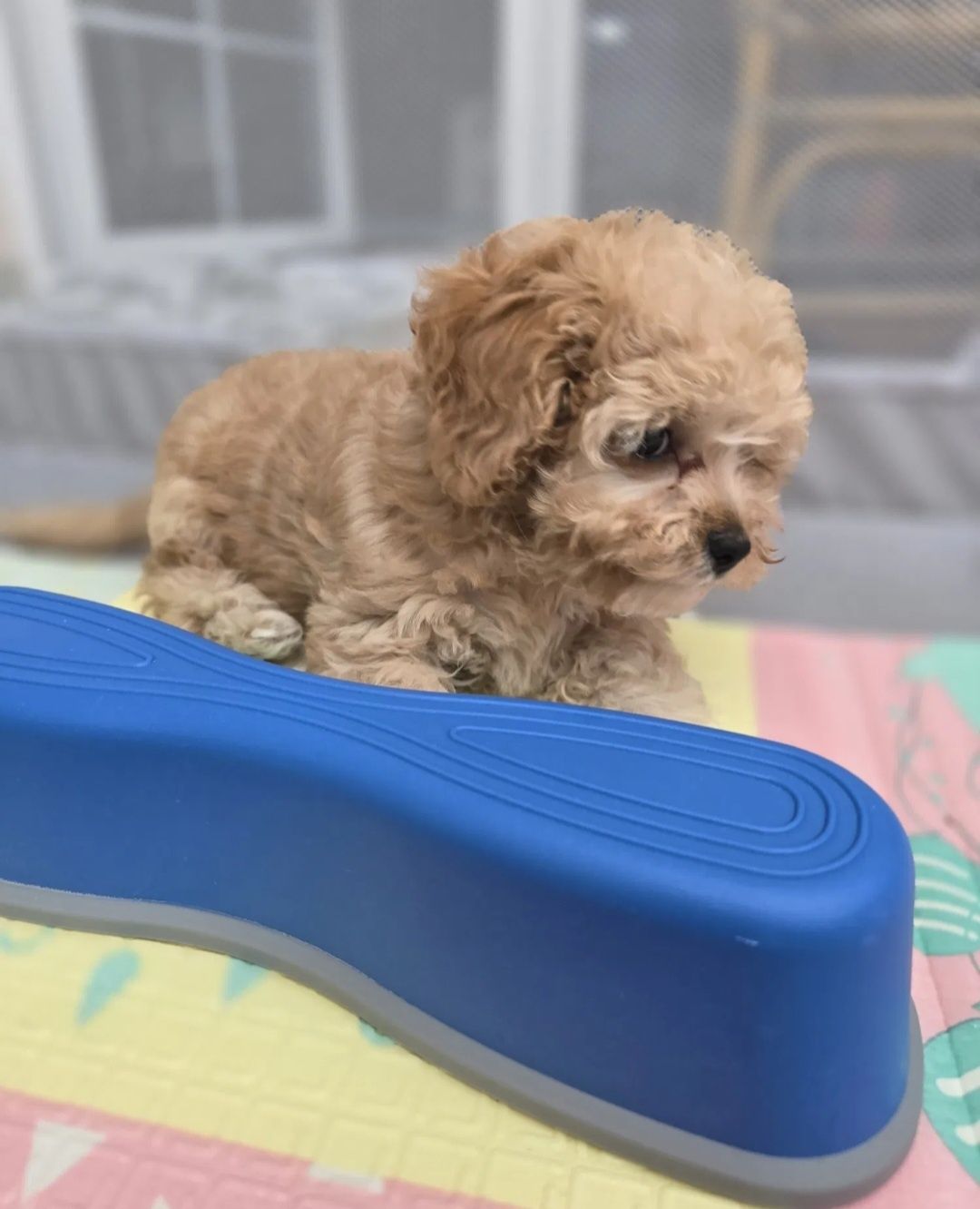 Maltipoo disponível