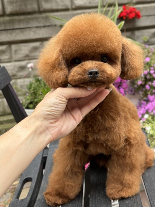 Той пудель хлопчик.