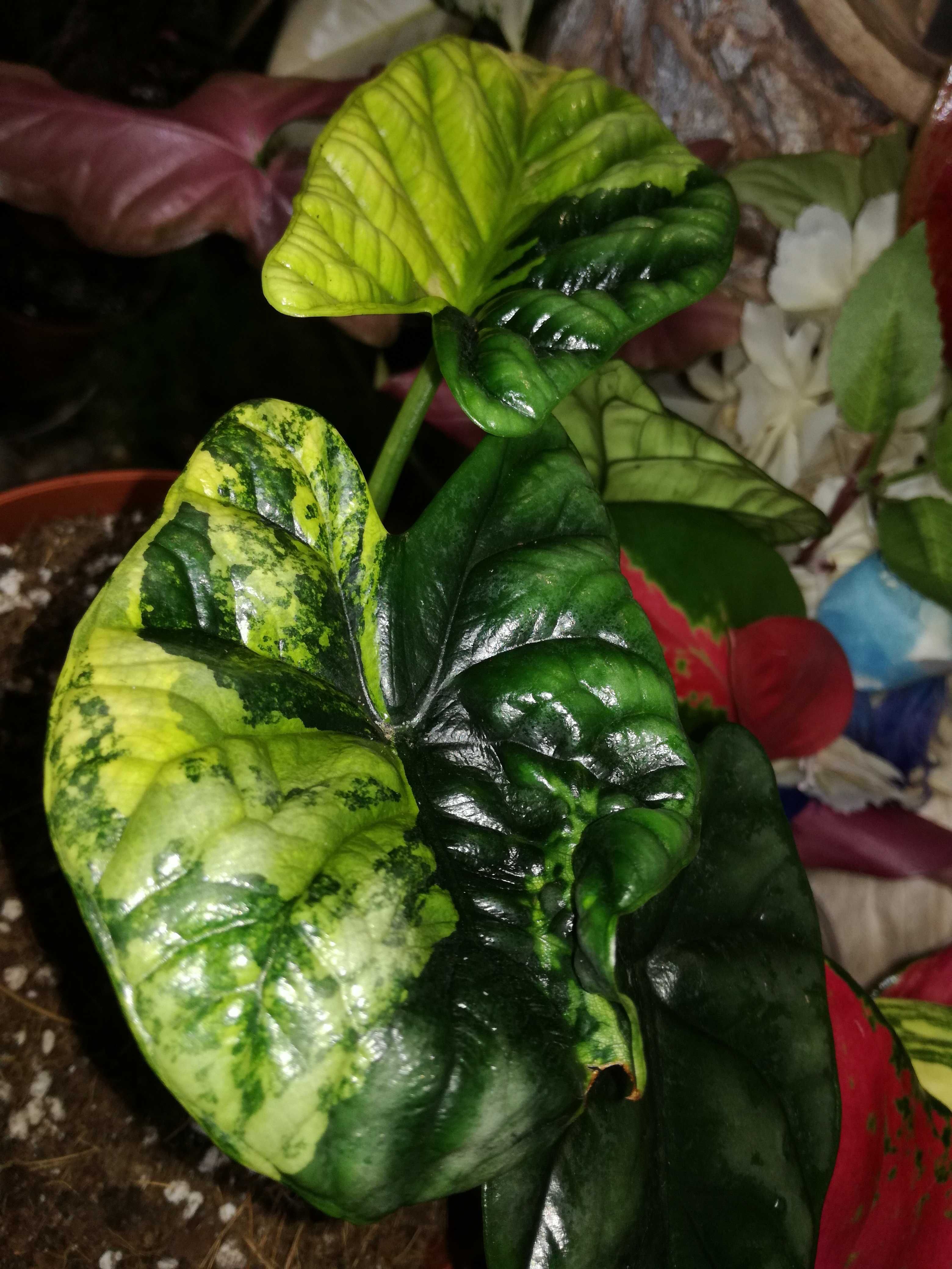 INTERNATIONAL Alocasia Sinuata Aurea Tricolor Variegata Alokazja philo