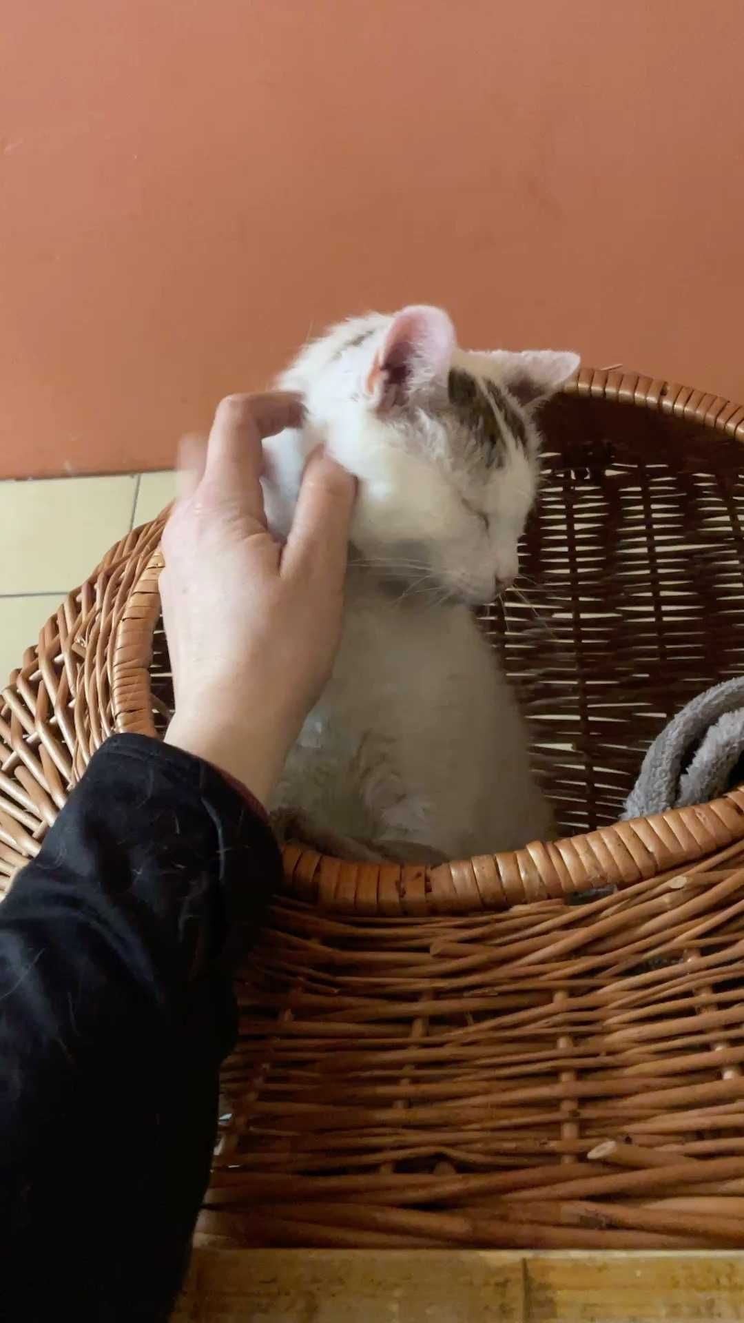 Harissa kotka do adopcji