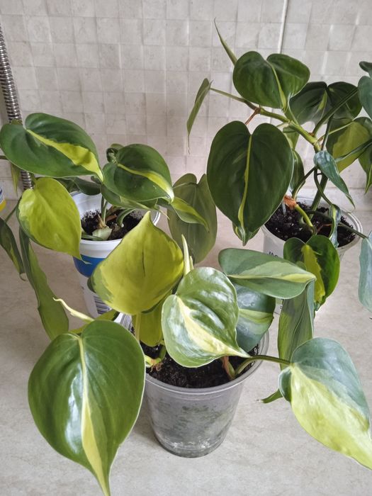 Філодендрон Бразил.