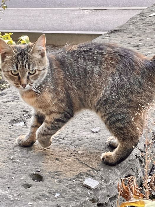 Котенок девочка полосатая трехцветная серая