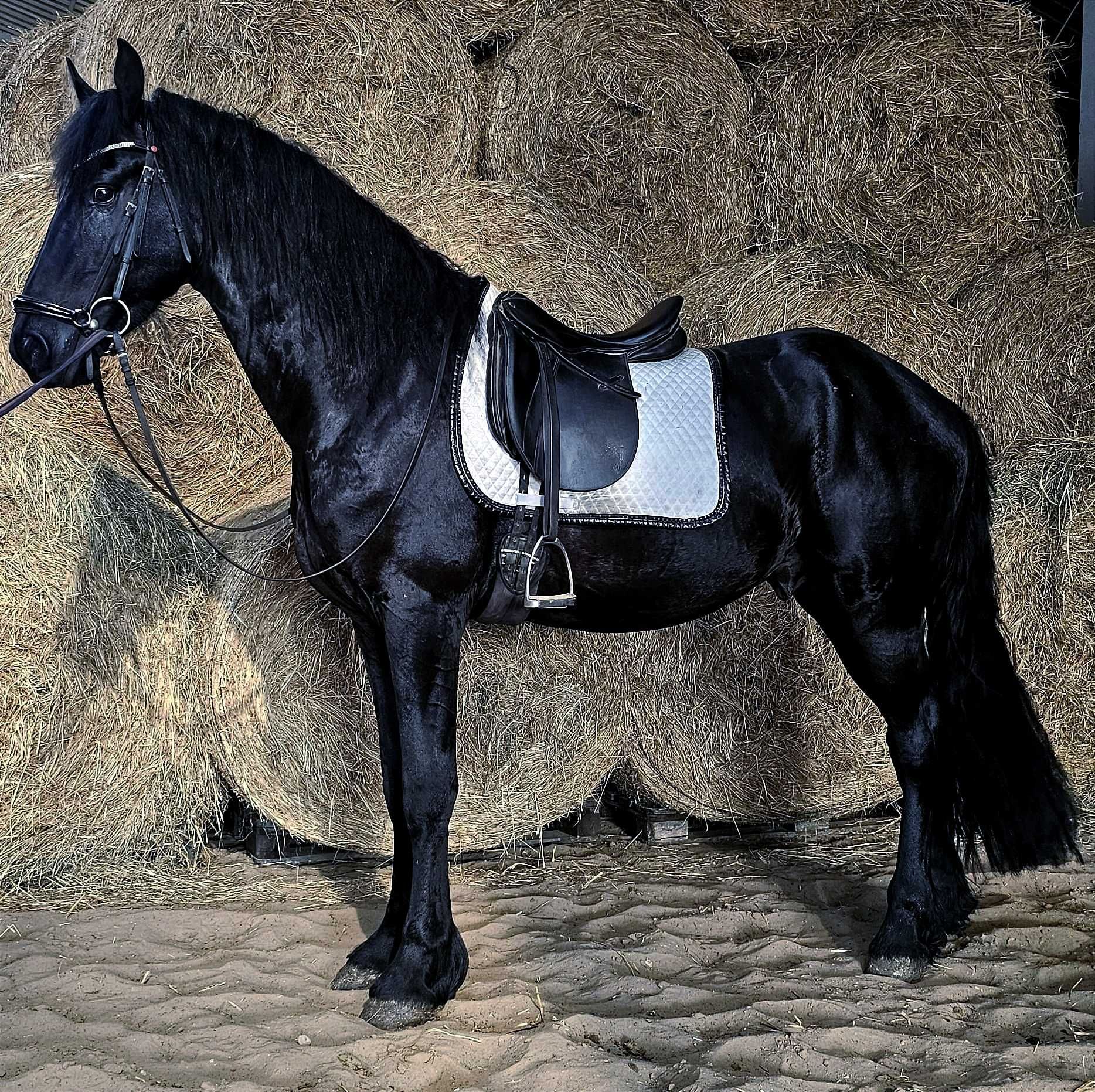 Venom ogier 170cm 3,5 kon fryz fryzyjski glowna ksiega stadna siodlo
