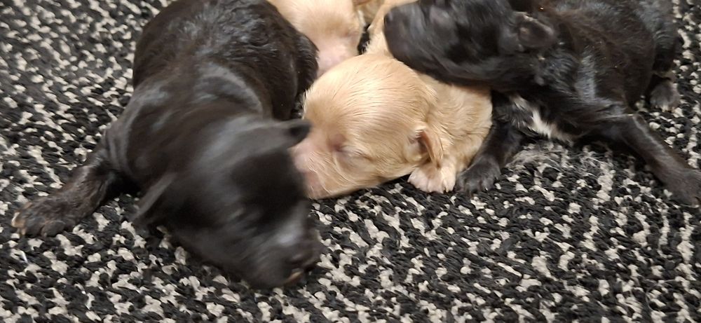 Suczki maltipoo z metryką do odbioru połowa stycznia