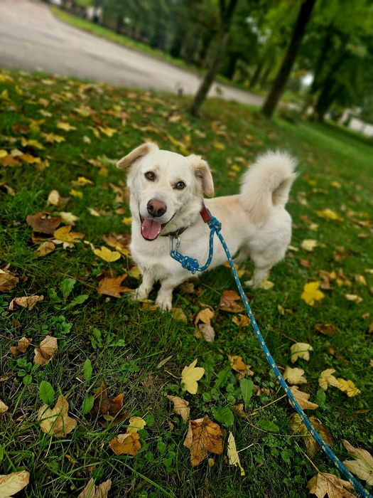 3 lata w miejskiej przechowalni ani jednego zapytania. Prosimy o dom