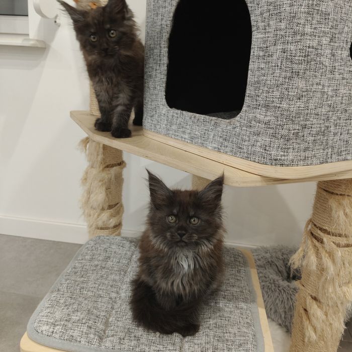 Kilan kocurek Maine coon