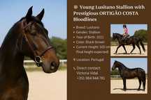 Garanhão Lusitano Jovem com Linhagem de Excelência – ORTIGÃO COSTA