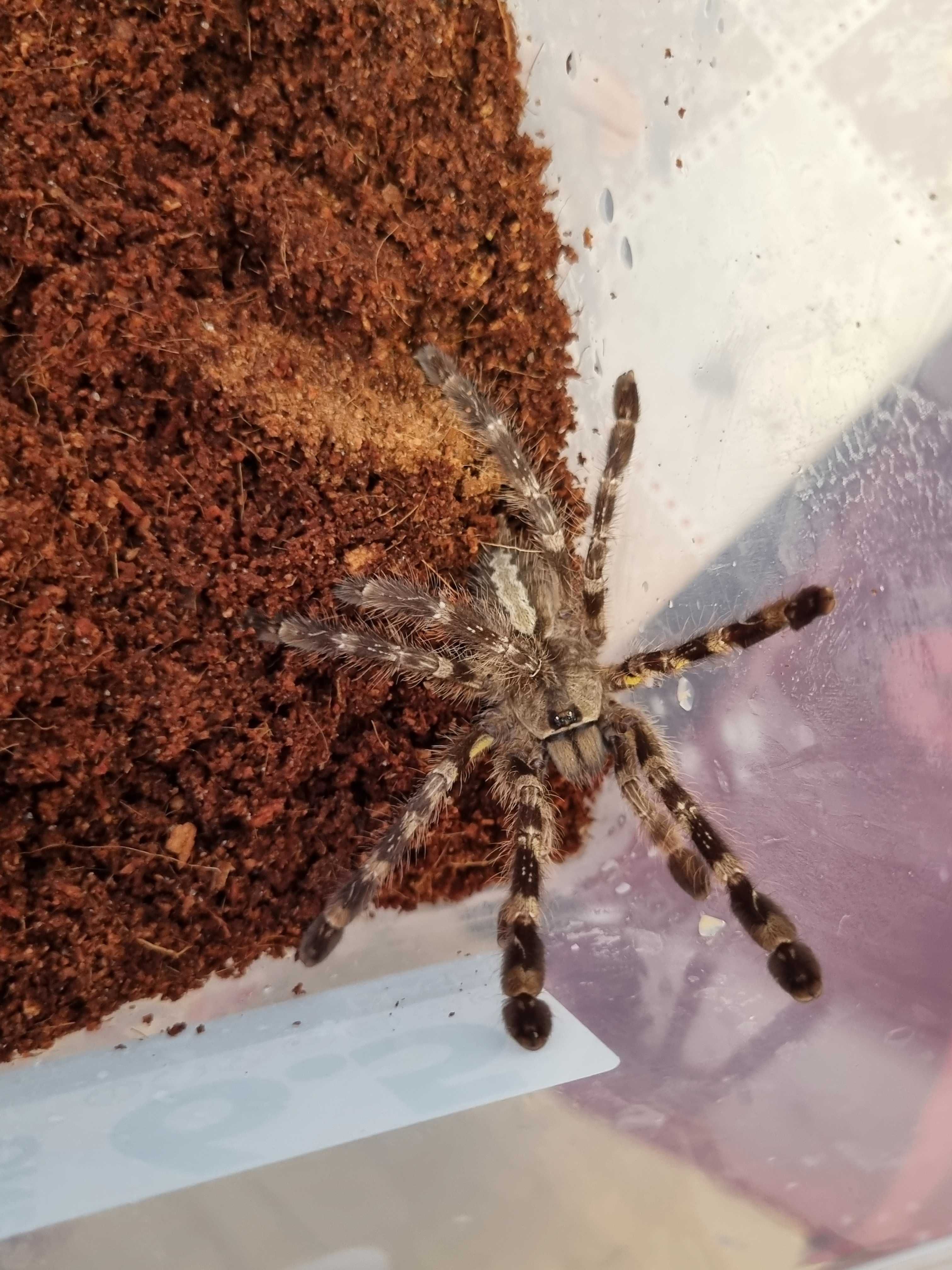 Ptasznik Poecilotheria regalis samica | pająk | Petmarket