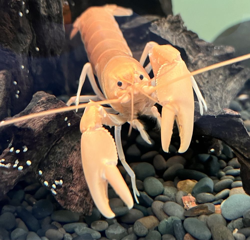 Rak Cherax Holthuisi/rak morelowy/Apricot młode okazy