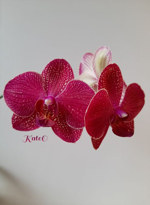 Домашні фаленопсиси