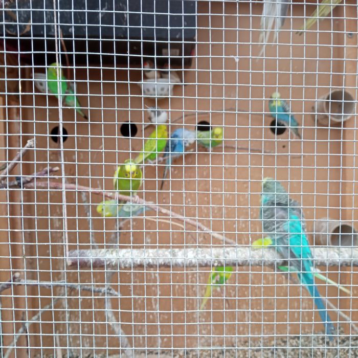 Papugi faliste samce samice