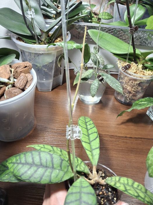 Хойя Callistophylla kalimantan