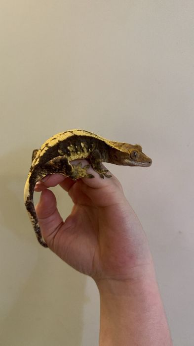 Gekony orzęsione Samice pawik sklep zoologiczny rzeszów