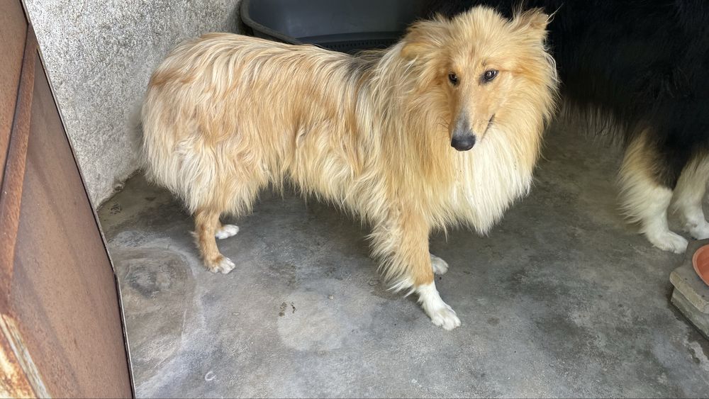 Rough Collie para adocao