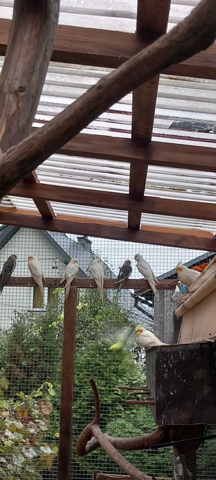 Nimfy/faliste z woliery zewnetrznej