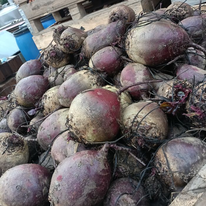 buraki czerwone ćwikłowe, buraczki