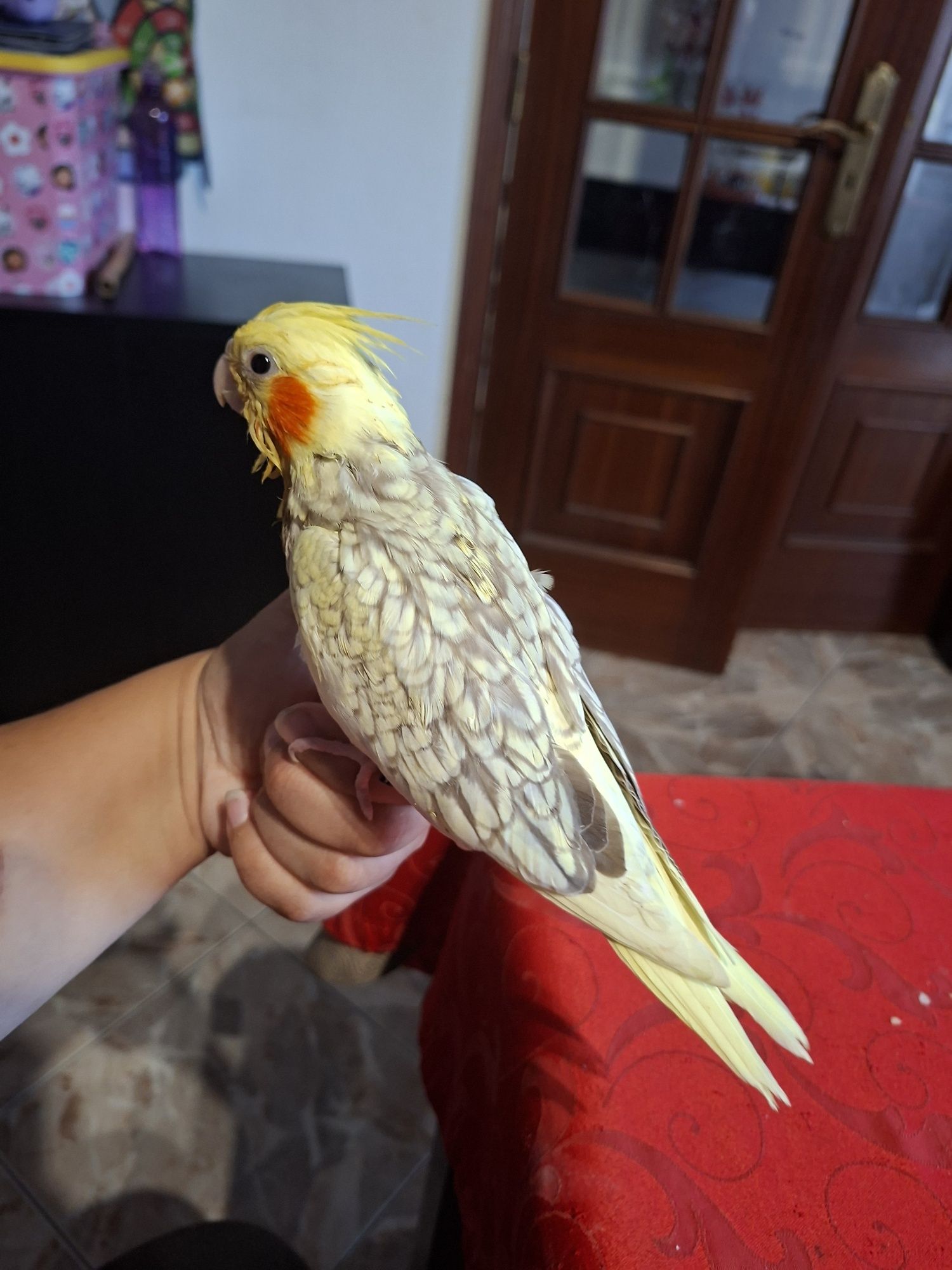 Caturras domesticadas
