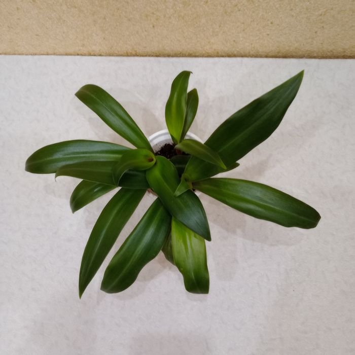 Традесканція Рео (Ладья Мойсея), 3 стволи, ОЛХ-доставка / Самовивіз