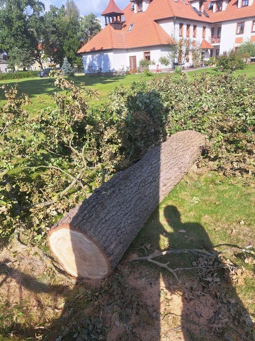 Dąb kłoda na deski 2.5m/ 0.55m