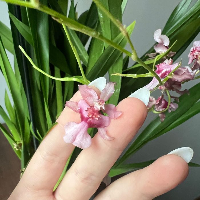 Sprzedaż storczyków cambria