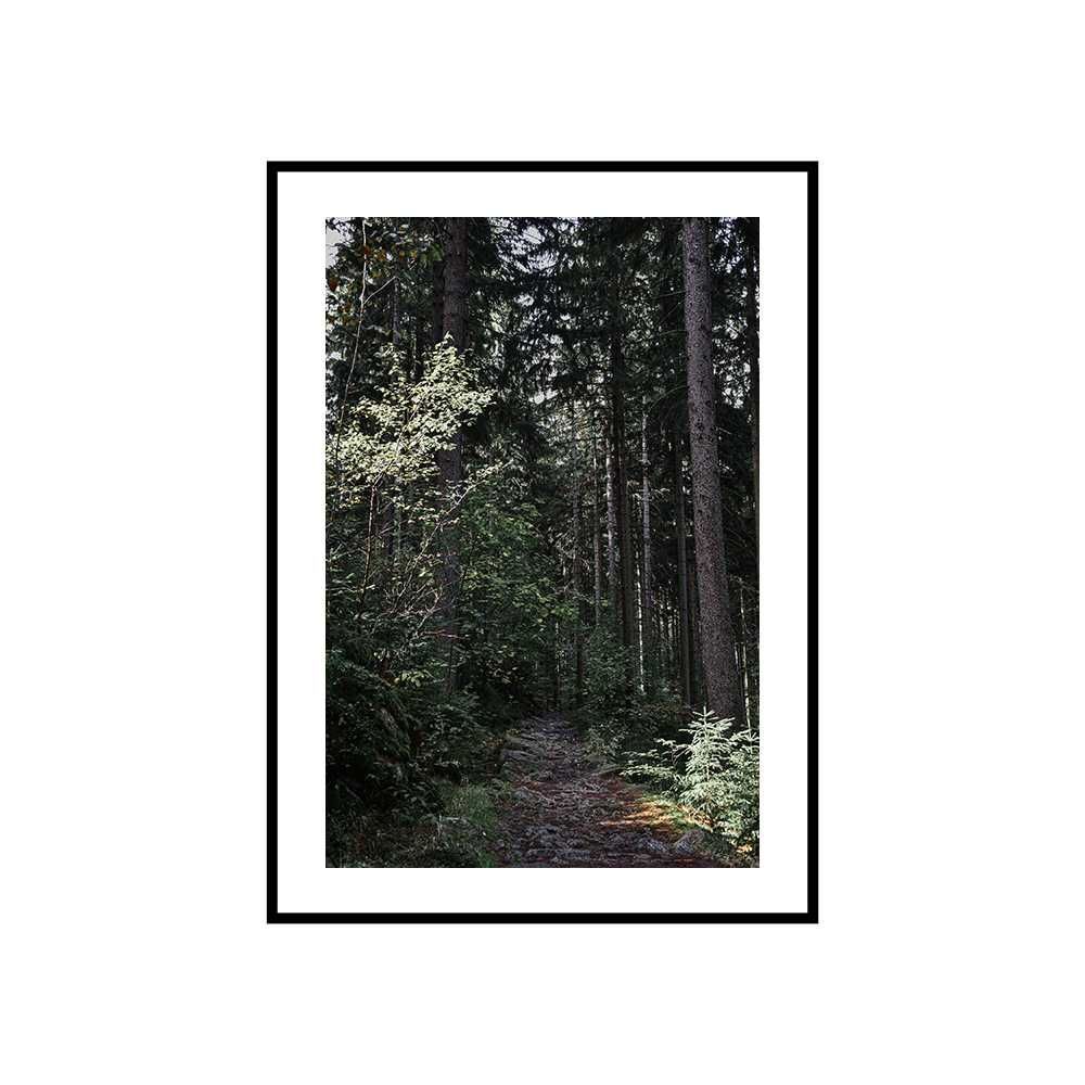 Plakat obraz zdjęcie format A3 30x40 cm las drzewa góry