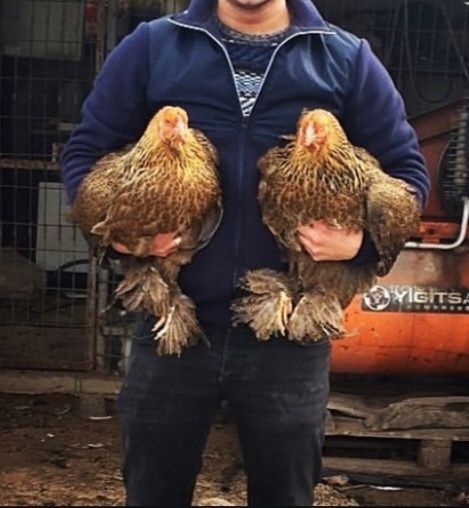 Продам цыплят Брама пара.