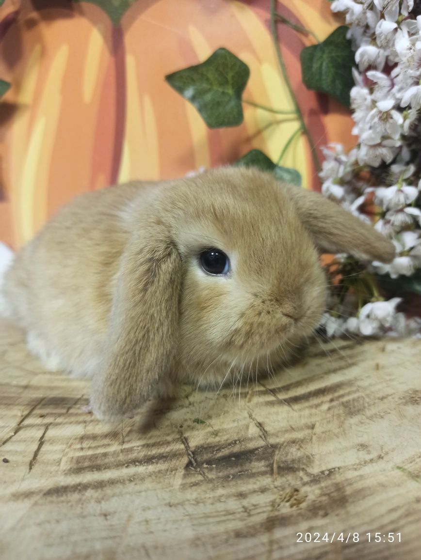 Висловухий карликовий баранчик mini lop