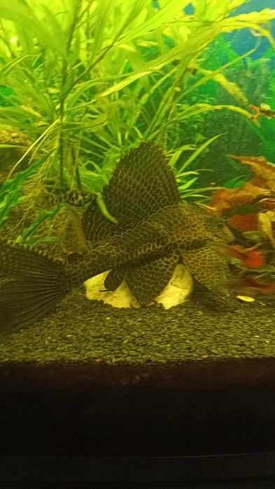 Samica zbrojnik lamparci