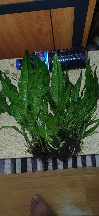 Plantas de aquário