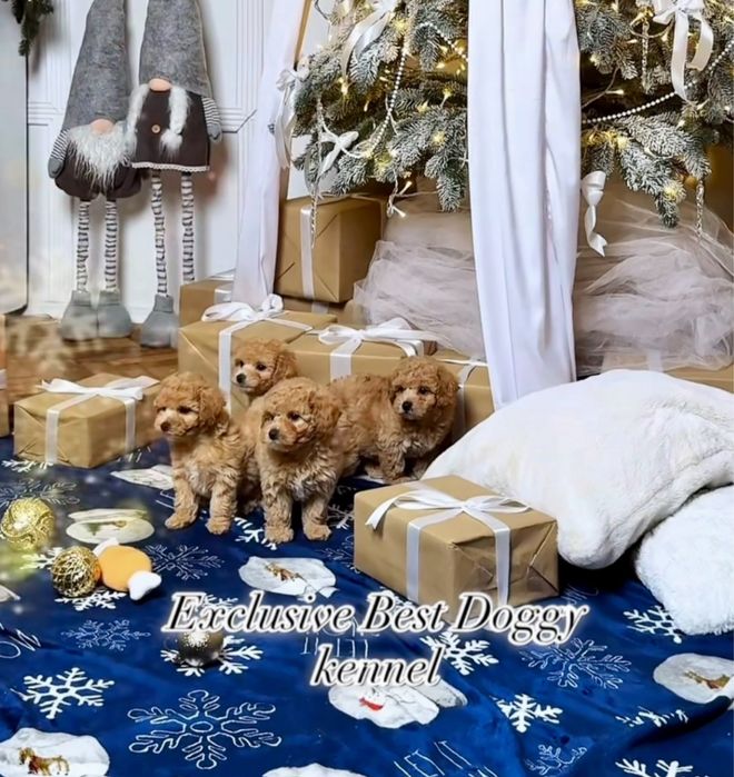 Яскраві карамельні цуценята. Мальтіпу ф1 3місяці. Цуценята