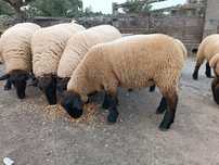 Borregos suffolk