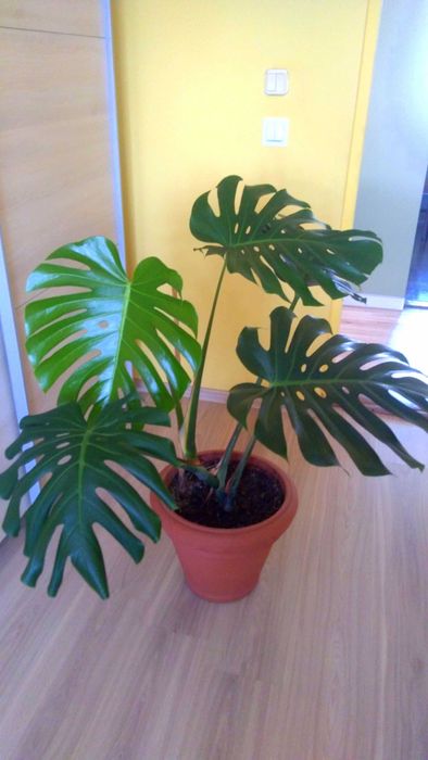 Monstera Deliciosa kwiat doniczkowy 70 cm