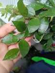 Hoya Lacunosa Asami