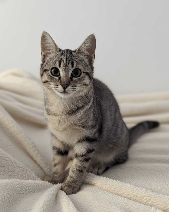 Setúbal / Margem Sul / Lisboa — FLOR e FLORA, gatinhas para adoção