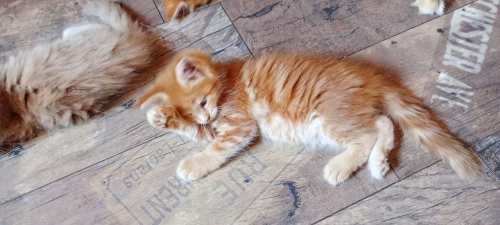 Kotka, maine coon, kot z rodowodem