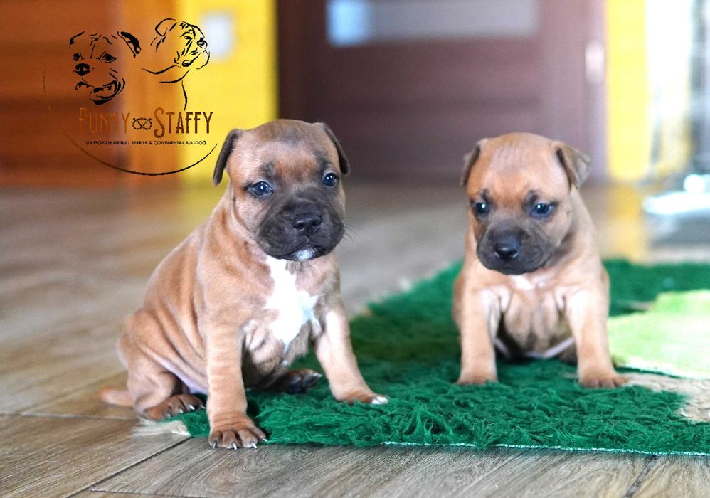 Staffordshire Bull Terrier - suczka