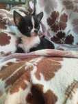 Śliczny piesek chihuahua