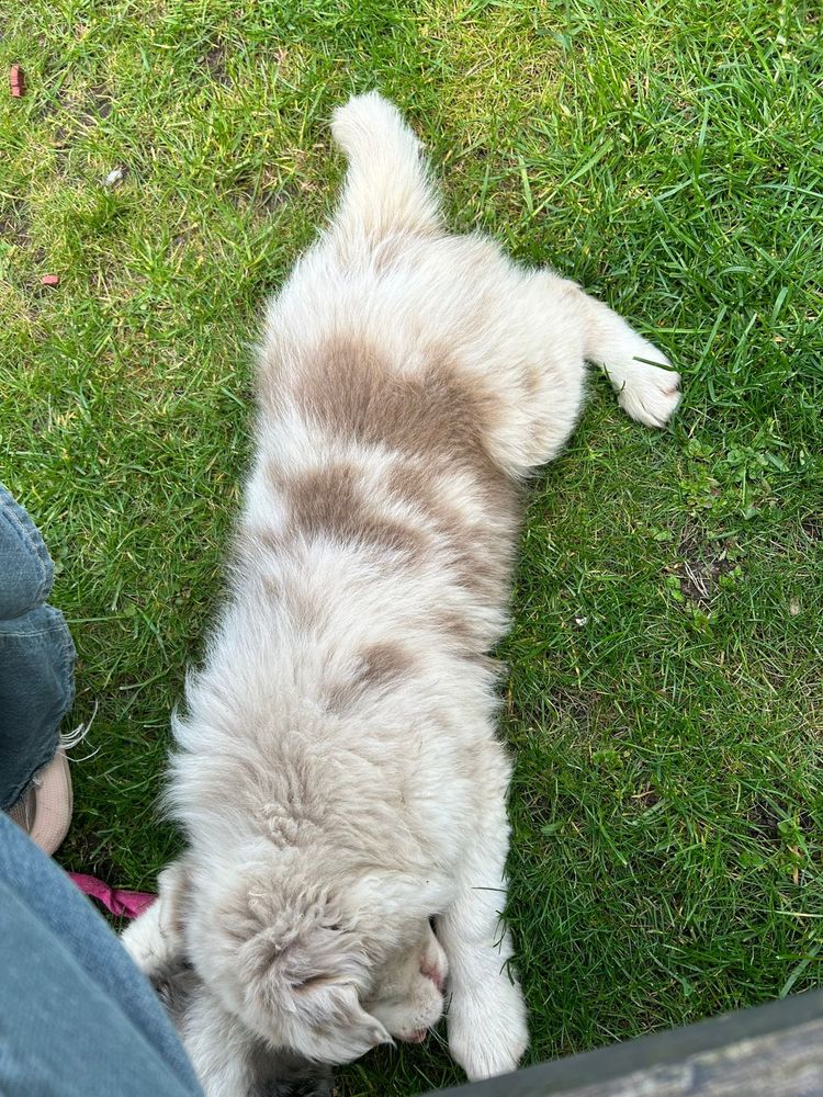 Border Collie Piesek, Red Merle