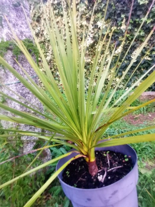 Fiteira/Cordyline australis