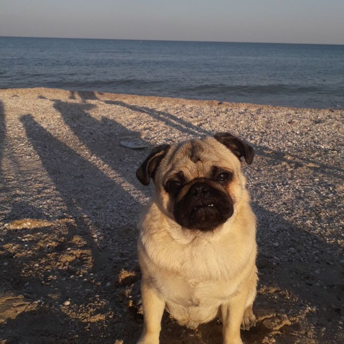 Вязка мопсика(кобель)