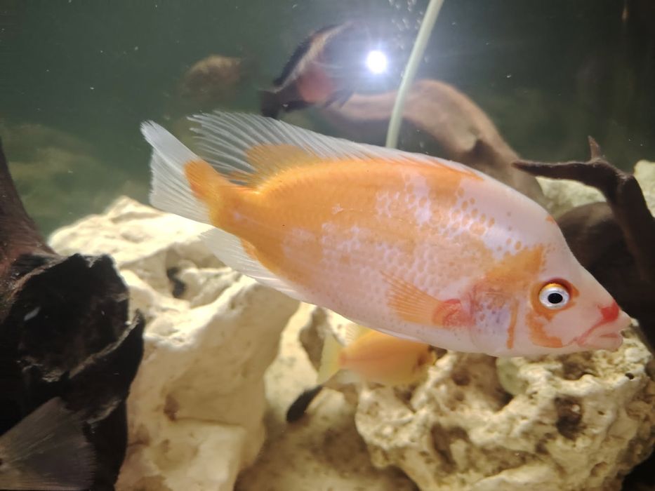 Pielęgnica cytrynowa 2szt