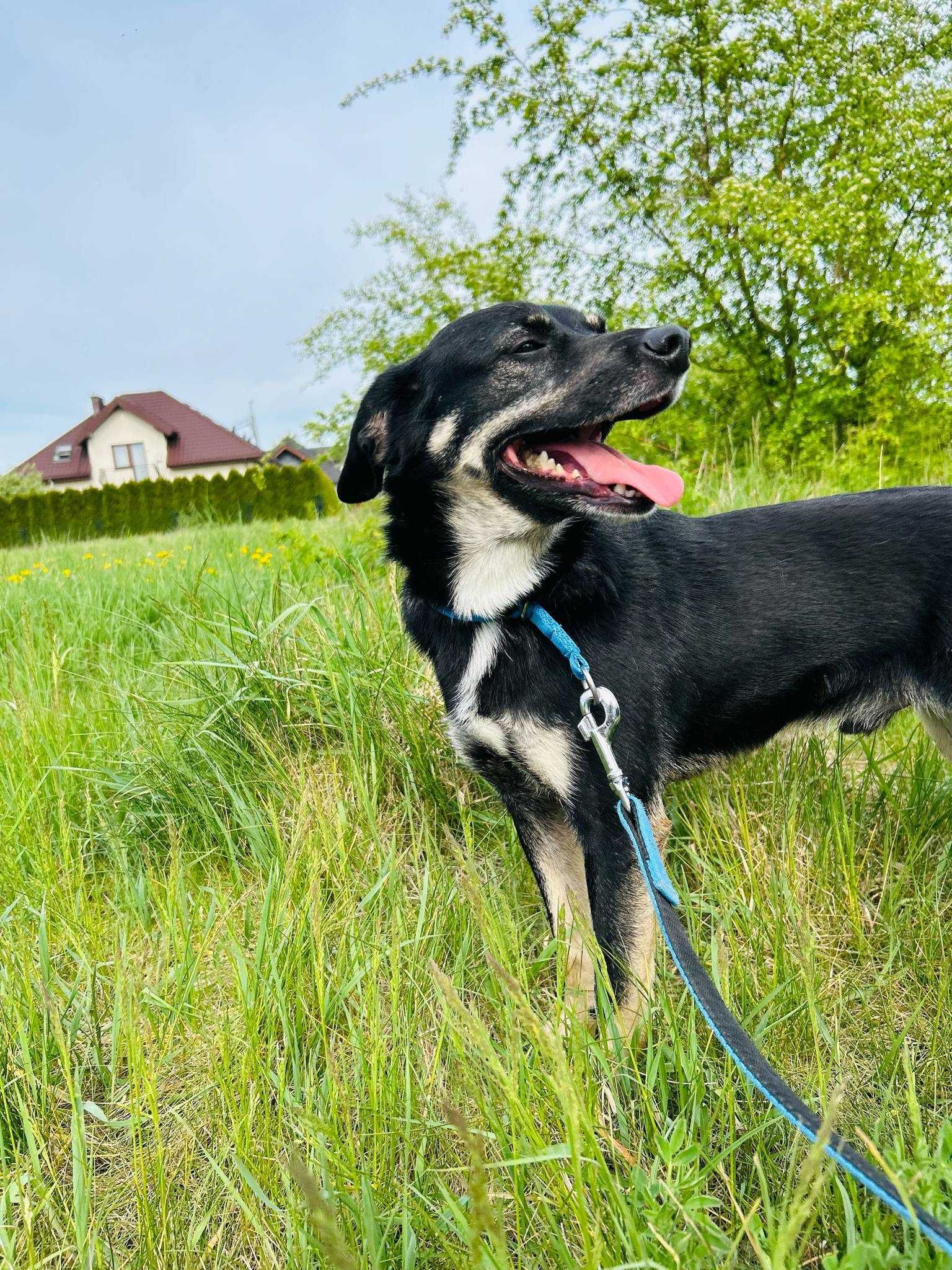 Niewielki Jager w wieku 3 lat czeka na dom