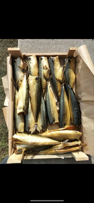 Універсальна коптильня 3 в 1 | 62 л Drevos Міні 2.0 для мʼяса та риби