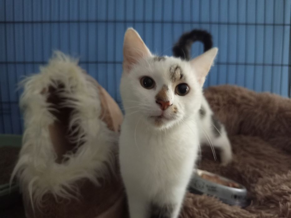 Malutka Pajęczynka poleca się do adopcji