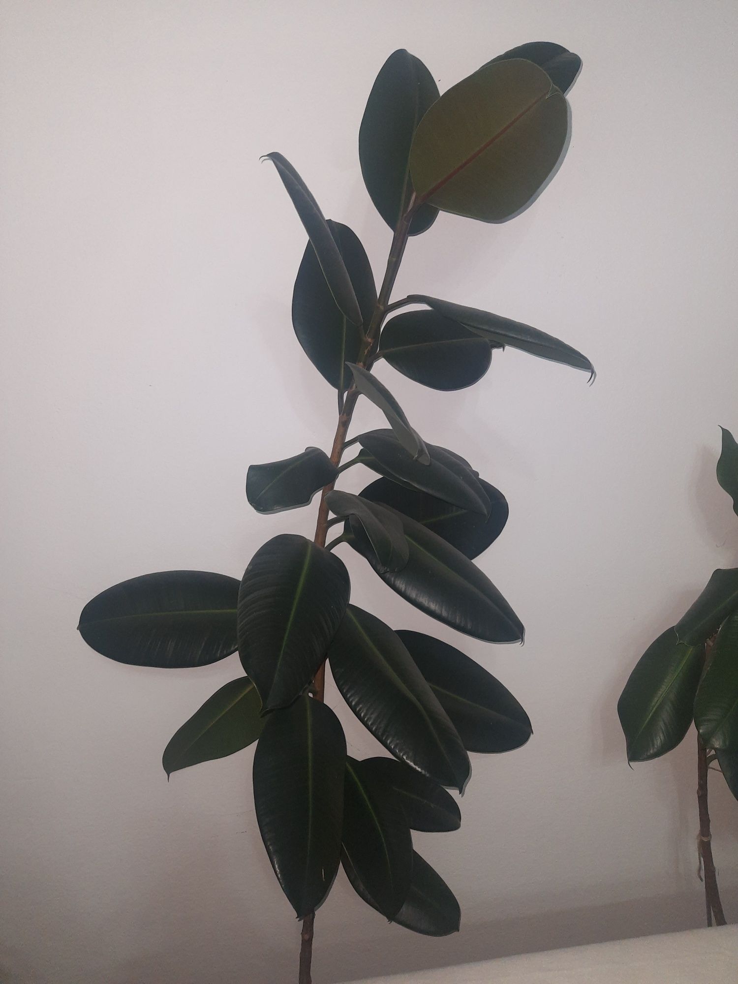 Fikus sprężysty , Ficus elastica