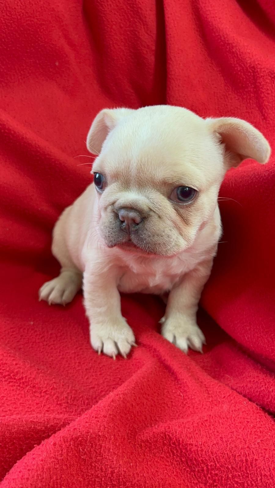 Bulldog Francês Fêmea Platinium. Olhos azuis. Um espetáculo!