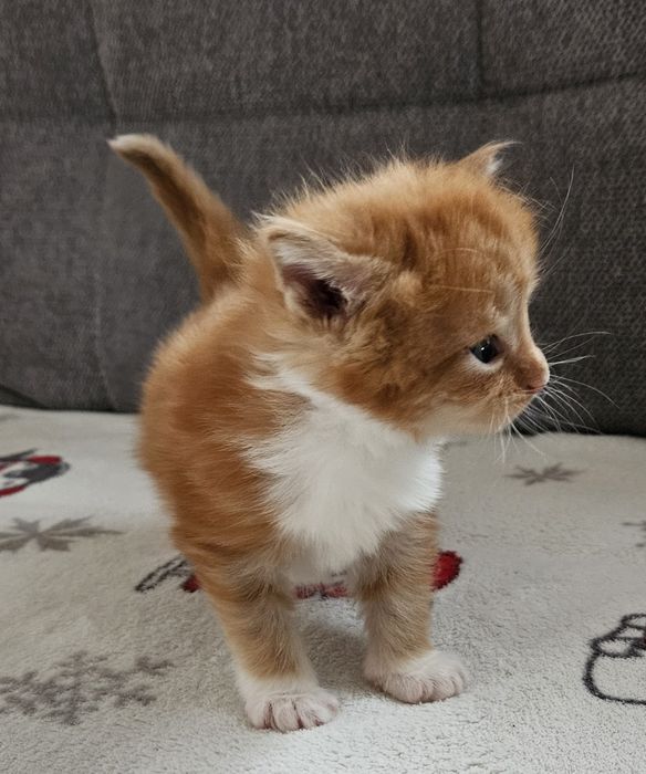 Rudy kawaler maine coon