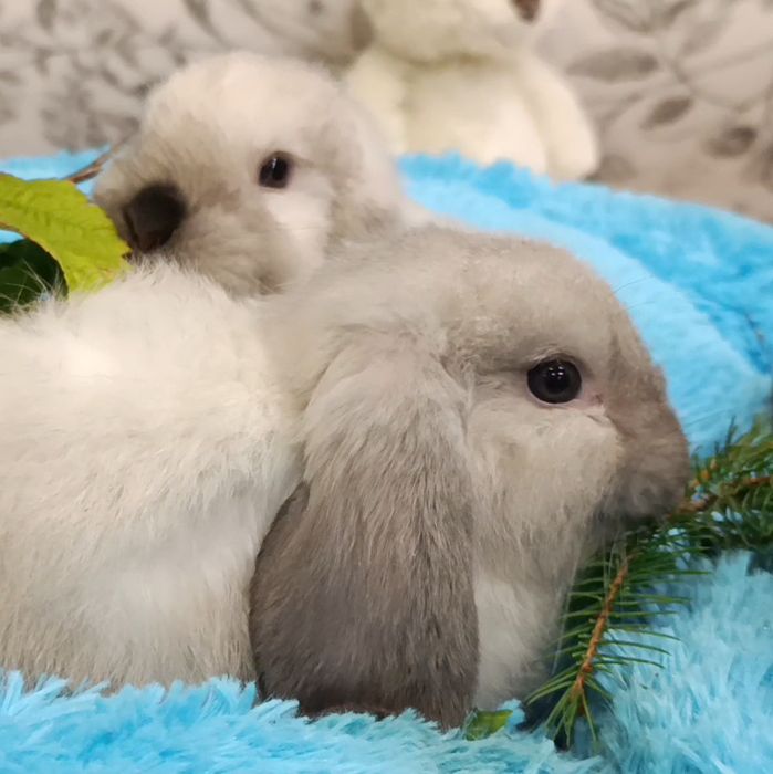 Малята, голландський кролик, міні