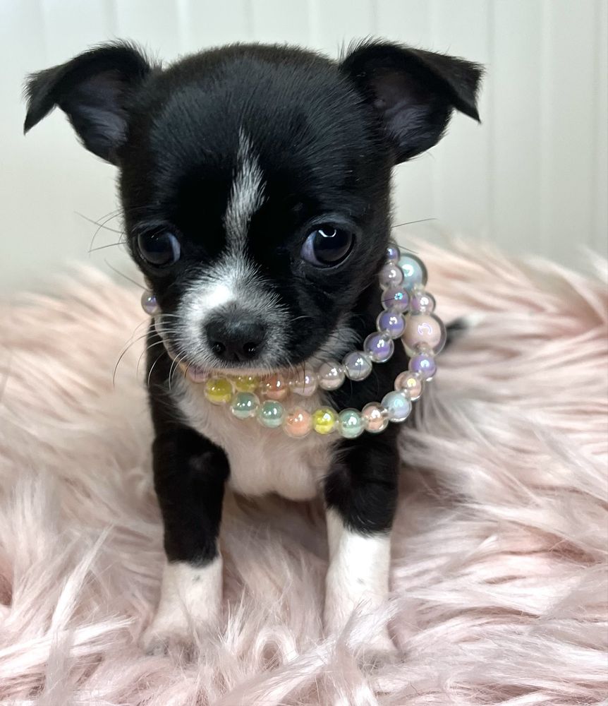 Chihuahua Femea  Pelo Curto